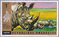 Белый носорог (Ceratotherium simum)
