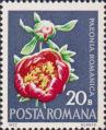 Пион романтика (Paeonia romanica)
