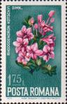 Рододендрон миртолистный (Rhododendron kotschyi)