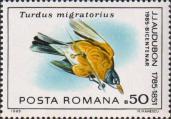 Странствующий дрозд (Turdus migratorius)