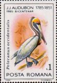 Американский бурый пеликан (Pelecanus occidentalis)