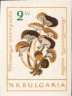 Осенний опенок (Armillariella mellea)