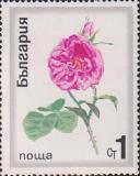 Роза  (Rosa hybrid)