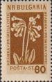 Первоцвет весенний (Primula veris)