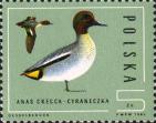 Чирок-свистунок (Anas crecca)