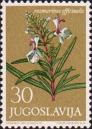 Розмарин настоящий (Rosmarinum officinalis)
