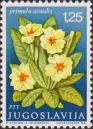 Первоцвет бесстебельный (Primula acaulis)