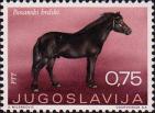 Боснийская горная лошадь