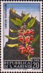 Яснотка пурпурная (Lamium purpureum)