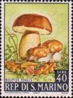 Белый гриб (Boletus edulis)