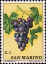 Виноград (Vitis vinifera)