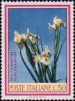 Ирис флорентийский (Iris florentina)