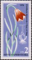 Рябчик Дреновского (Fritillaria drenovskyi)