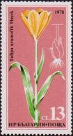 Тюльпан Урумова (Tulipa urumovi)