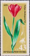 Тюльпан родопский (Tulipa rhodopea)