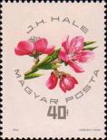 Цветы персика «И. Хале»