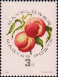 Персики «майский цветок»