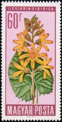 Бузульник сибирский (Ligularia sibirica)