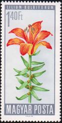 Лилия клубненосная (Lilium bulbiferum)