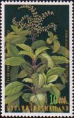 Базилик мелкоцветковый (Ocimum tenuiflorum)