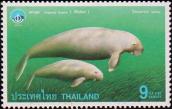 Дюгонь (Dugong dugong)