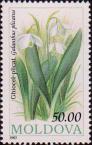 Подснежник цветковый (Galanthus plicatus)