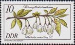 Халезия каролинская (Halesia carolina)