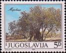 Югославия  1984 «Старое оливковое дерево в Мировице»